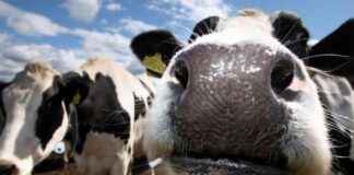 Denmark Imposes Cow Burp Tax to Save the Earth – denmark-mposes-cow-burp-tax-to-save-the-earth-tribunnewscom