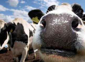 Denmark Imposes Cow Burp Tax to Save the Earth – denmark-mposes-cow-burp-tax-to-save-the-earth-tribunnewscom