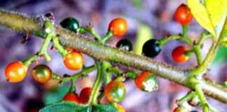 Discovering Cannabis Compounds in a Completely Different Plant_species discovering-cannabis-compounds-in-a-completely-different-plantspecies