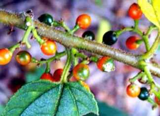 Discovering Cannabis Compounds in a Completely Different Plant_species discovering-cannabis-compounds-in-a-completely-different-plantspecies