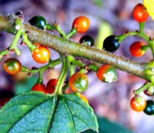 Discovering Cannabis Compounds in a Completely Different Plant_species discovering-cannabis-compounds-in-a-completely-different-plantspecies