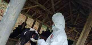 Livestock Affected by PMK in 14 Districts/Cities in West Java Reaches 1,240 Heads livestock-affected-by-pmk-in-14-districtscities-in-west-java-reaches-1240-heads