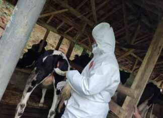 Livestock Affected by PMK in 14 Districts/Cities in West Java Reaches 1,240 Heads livestock-affected-by-pmk-in-14-districtscities-in-west-java-reaches-1240-heads