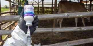 PMK Outbreak Claims Four Cows in Bandung Barat, Vaccination Supply Awaited pmk-outbreak-claims-four-cows-in-bandung-barat-vaccination-supply-awaited
