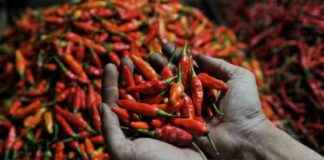 Price of Chili Increases by 130 Percent, Jumps from Rp 60 Thousand to Rp 140 Thousand per Kg price-of-chili-ncreases-by-130-percent-jumps-from-rp-60-thousand-to-rp-140-thousand-per-kg