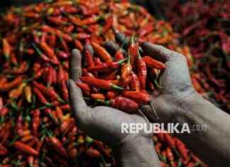 Price of Chili Increases by 130 Percent, Jumps from Rp 60 Thousand to Rp 140 Thousand per Kg price-of-chili-ncreases-by-130-percent-jumps-from-rp-60-thousand-to-rp-140-thousand-per-kg