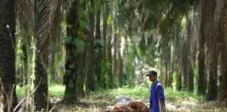 Reasons for the Halt of Dana Peremajaan Sawit Rakyat reasons-for-the-halt-of-dana-peremajaan-sawit-rakyat-republika-online