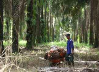 Reasons for the Halt of Dana Peremajaan Sawit Rakyat reasons-for-the-halt-of-dana-peremajaan-sawit-rakyat-republika-online