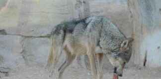 The Danger of Muslims with These 2 Defects: Hadith Insights the-danger-of-muslims-with-these-2-defects-hadith-nsights-republika-online