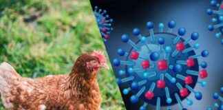 Tingkatkan Kesiapsiagaan Hadapi Flu Burung: Surat Edaran Kemenkes – tingkatkan-kesiapsiagaan-hadapi-flu-burung-surat-edaran-kemenkes-tribunnews