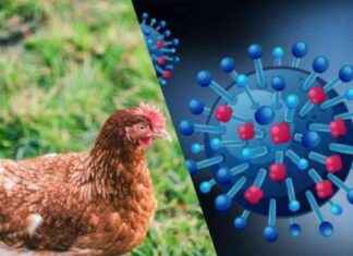 tingkatkan-kesiapsiagaan-hadapi-flu-burung-surat-edaran-kemenkes-tribunnews