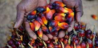 WTO Victory: EU Found Guilty of Discriminating Against Indonesian Palm Oil – wto-victory-eu-found-guilty-of-discriminating-against-ndonesian-palm-oil-tribunnewscom