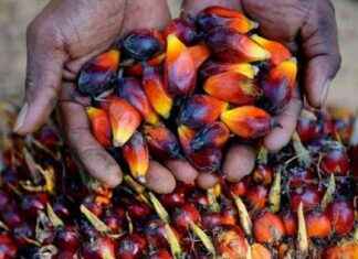 WTO Victory: EU Found Guilty of Discriminating Against Indonesian Palm Oil – wto-victory-eu-found-guilty-of-discriminating-against-ndonesian-palm-oil-tribunnewscom