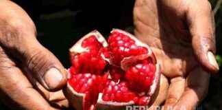 Origin of Pomegranate as Mentioned in the Quran origin-of-pomegranate-as-mentioned-in-the-quran