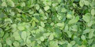 Benefits of Moringa Leaves for Nutritious Free Meals benefits-of-moringa-leaves-for-nutritious-free-meals