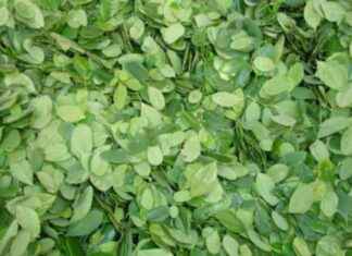 Benefits of Moringa Leaves for Nutritious Free Meals benefits-of-moringa-leaves-for-nutritious-free-meals
