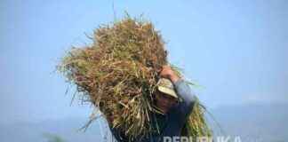 Inefficiency in Identifying Farmers’ Rice Purchases by Bulog nefficiency-in-dentifying-farmers-rice-purchases-by-bulog