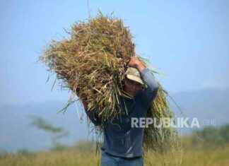nefficiency-in-dentifying-farmers-rice-purchases-by-bulog